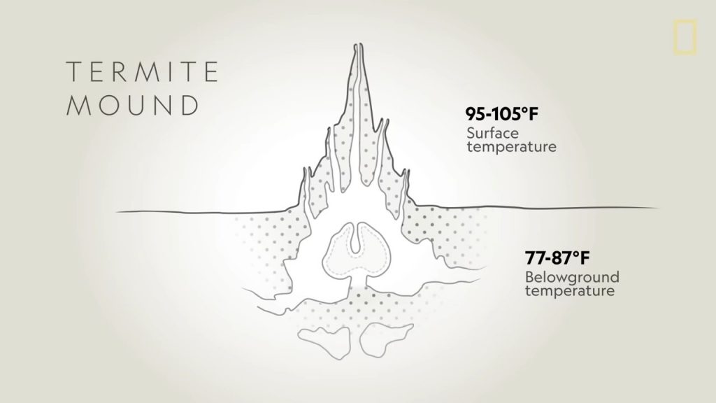 illustration of a termite mound showing the ventilation inside