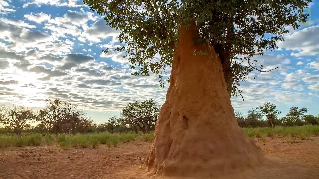 The Power of Biomimicry: Discovering Self-Cooling Buildings Inspired by ...